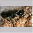 Crossocerus varus - Grabwespe 02 4-5mm.jpg